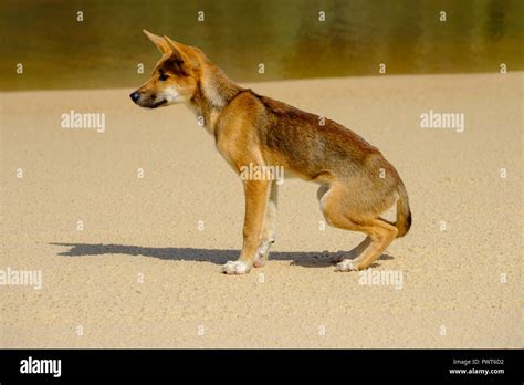 Dingo - Fraser Island Stock Photo - Alamy