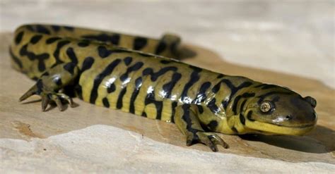 Tiger Salamander Animal Pictures | A-Z Animals