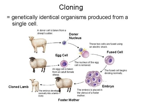 Genetic Engineering and Cloning Cloning genetically identical organisms