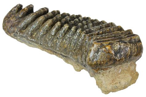 11.8" Fossil Stegodon Molar - Indonesia (#146531) For Sale - FossilEra.com