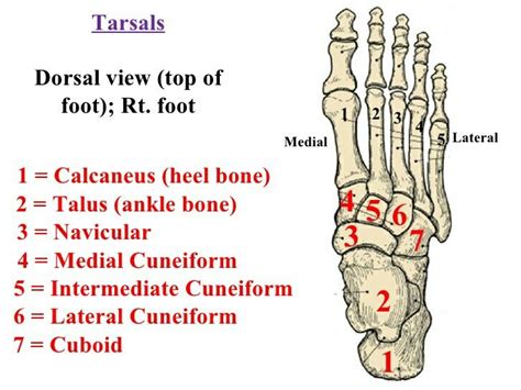 Tarsal bone | Basic anatomy and physiology, Human anatomy and ...