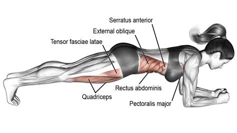 Plank Exercise: Benefits, Variations, Muscles worked, Tips