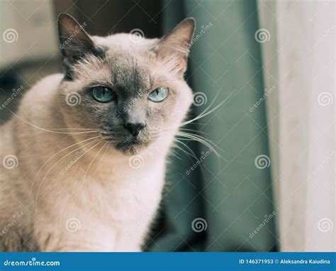 Thai cat with blue eyes. stock image. Image of mammal - 146371953