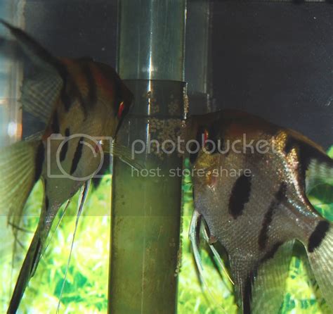 Angelfish Breeding Pictures :o) - 12593