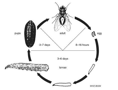 House Fly Life Cycle & Reproduction