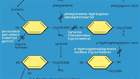 Phenylalanine hydroxylase | enzyme | Britannica