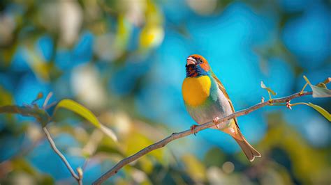 Gouldian finch Wallpaper (Vibrant, Colorful) #1326