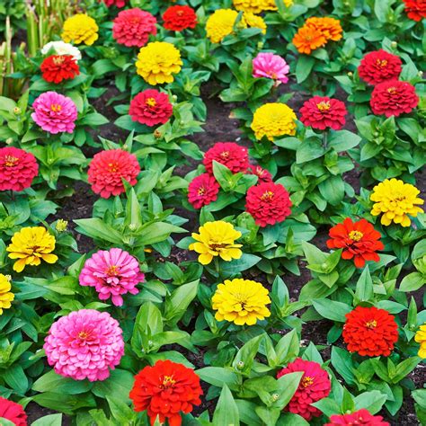 Zinnia Flower Garden Seeds - Thumbelina Mix - 1 Oz - Annual Flower ...