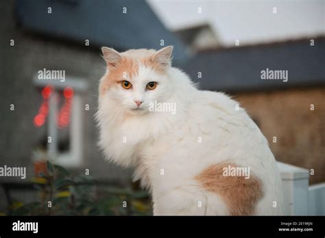 Angora white cat portrait in front of a stone house in the evening in the street Stock Photo - Alamy