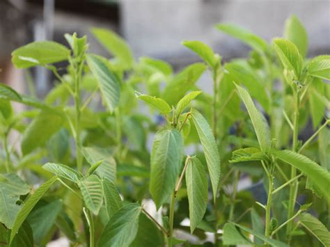 Saluyot Leaves (jute leaves) Benefits