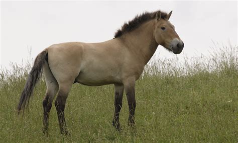 Przewalski's horse | Smithsonian's National Zoo and Conservation ...