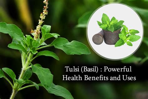 Tulsi (Basil) : Powerful Health Benefits and Uses | Plants Information