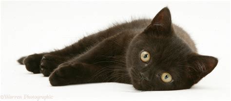 British Shorthair black kitten photo WP14578