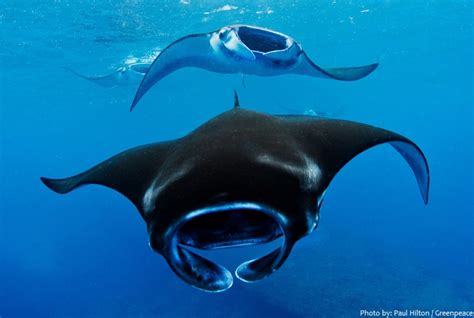 Interesting facts about manta rays | Just Fun Facts