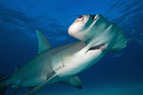 Hammerhead Shark Attacks