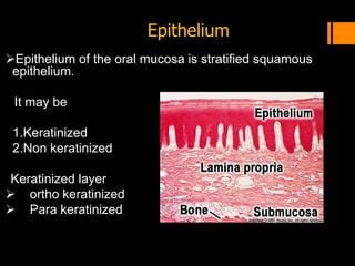 Mucogingival Junction Histology