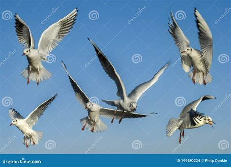 Birds flying in formation stock photo. Image of perches - 199590224