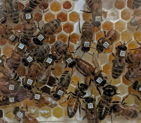 A Viral Battle In The Honey Bee Hive | Department of Ecology, Evolution, and Organismal Biology ...