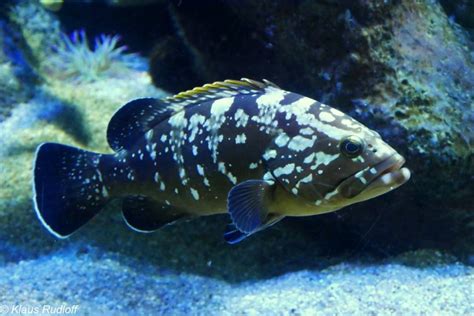 Epinephelus marginatus - Dusky Grouper Profile - SeaFish