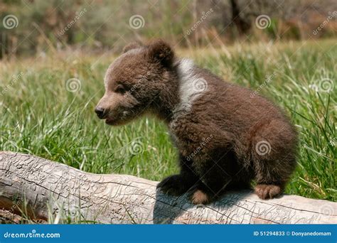 Grizzly Bear Cub Sitting on the Log Stock Image - Image of head, grizzly: 51294833