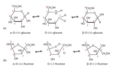 Glucose Ring Structure Formation