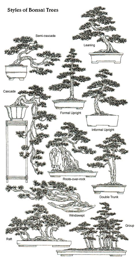 Classical Bonsai Styles