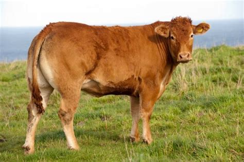 30 Best Cow Breeds for Meat and Milk You'll Want to Know About