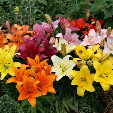 Asiatic lily bulbs pack of 5 healhty bulbs at seedsnpots.com