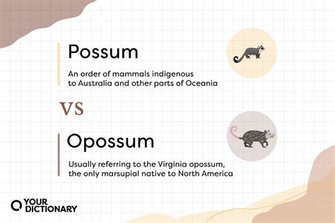 Noting the Differences Between a Possum and an Opossum | YourDictionary