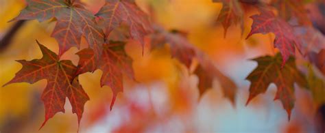 plant, orange color, backgrounds, maple leaf, maple tree, brown, natural pattern, leaf, orange ...