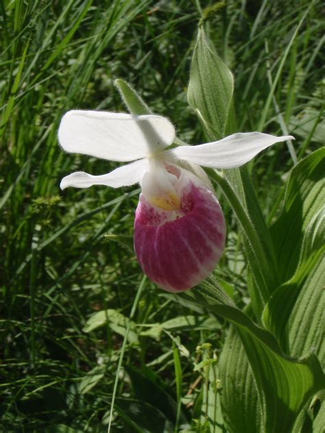 Cypripedium: Pink-Lady-Slipper Orchid | Flowers canada, Lady slipper orchid, Orchids