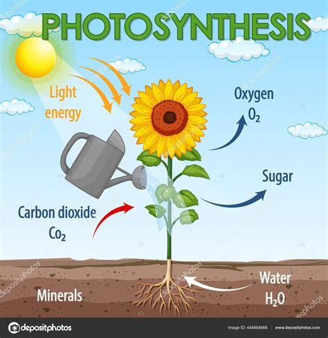 Diagrama Que Muestra Proceso Fotosíntesis Ilustración Plantas Vector de Stock de ©interactimages ...