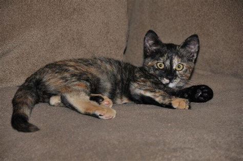 Tortoiseshell Cats 101: Everything You Need To Know