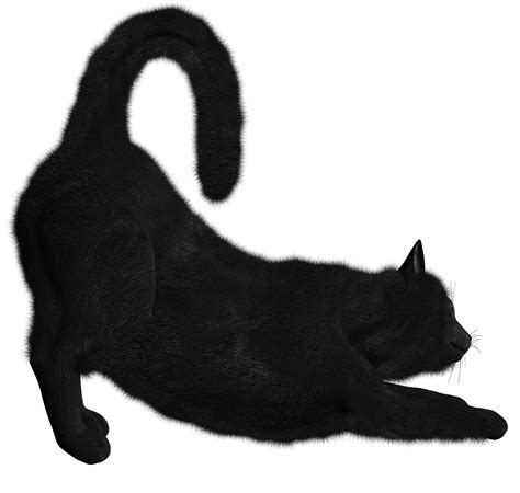 Black cat PNG transparent image download, size: 1600x1520px