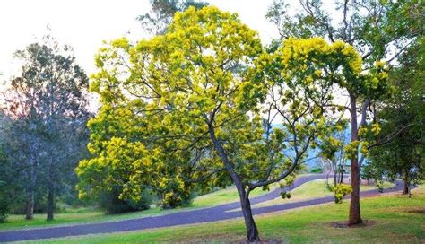 Wattle Tree Guide: How To Grow Wattle Trees | Lawn.com.au