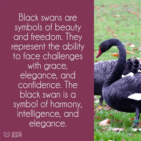 Black Swan Symbolism: The 4 Meanings Behind The Mysterious Swan - Joyce Elliott