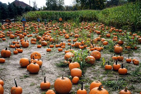 Free stock photo of pumpkin patch, pumpkins