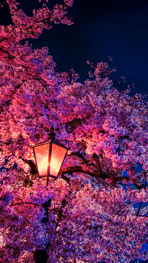 Cherry Blossom Tree Wallpaper 4K : Beautiful Cherry Blossom Trees Hd ...