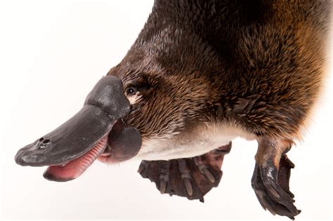 How the platypus lost its teeth — Jones lab at Bowdoin