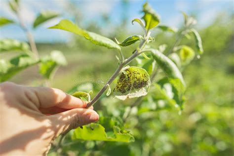 Aphids on Young Leaves on the Apple Tree, Closeup Stock Photo - Image of louse, growth: 182080410