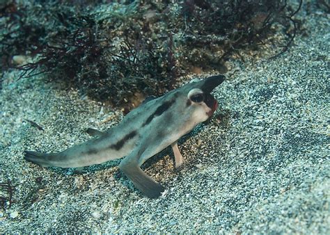 Red-Lipped Batfish Facts - WorldAtlas