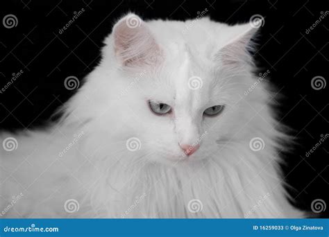 White angora cat stock image. Image of background, fluffy - 16259033