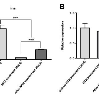 Confirmation of beta cell depletion and regeneration with quantitative ...