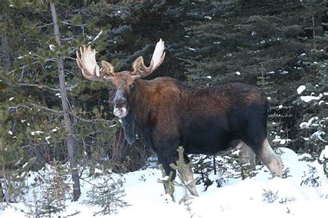 Top 60 Moose In Snow Stock Photos, Pictures, and Images - iStock