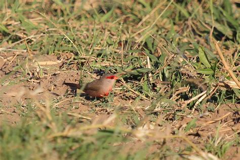 Common Waxbill 2 – BirdLife eThekwini KZN