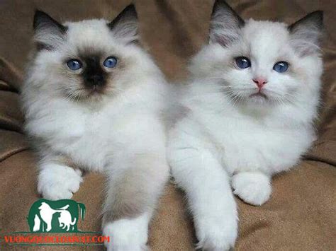 Mèo Ragdoll giá bao nhiêu tiền? Mua, bán ở đâu rẻ nhất Hà Nội, Hcm