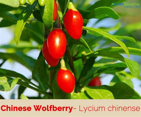 Wolfberry Chinese medical plant seeds 10 | Etsy