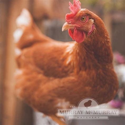 7 Best Laying Chickens for Beginners - Gently Sustainable