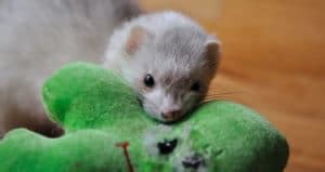 Angora Ferret 101: The Ultimate Care & Fact Guide | Beyond The Treat