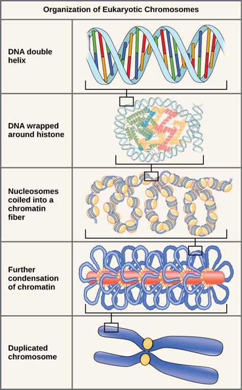 Chromosomes and DNA Packaging | Biology for Majors I